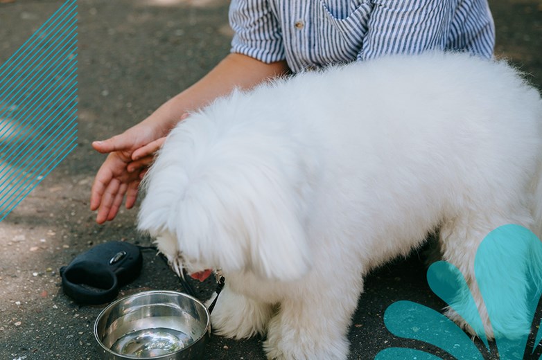 Is Filtered Water Good for Your Pet?